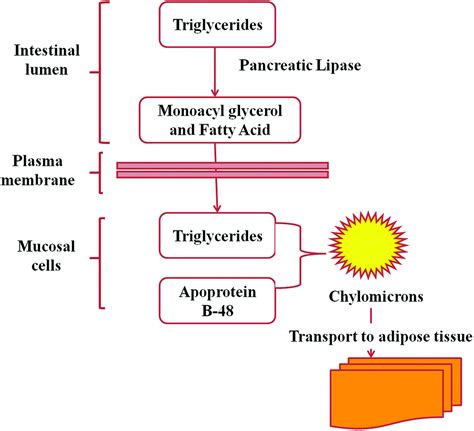 lipoproteinlipase|lipoprotein lipase inhibitor drugs.